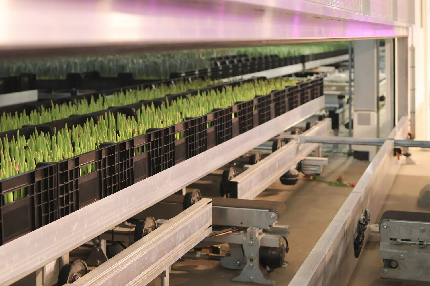 Haakman Flowerbulbs | HT Verboom